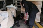 Na zdjęciu funkcjonariusz służby celno-skarbowej wraz z psem tropiącym narkotyki na naczepie samochodu ciężarowego