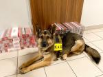 Pies służbowy Shila przy zarekwirowanych nielegalnych papierosach bez znaków akcyzy